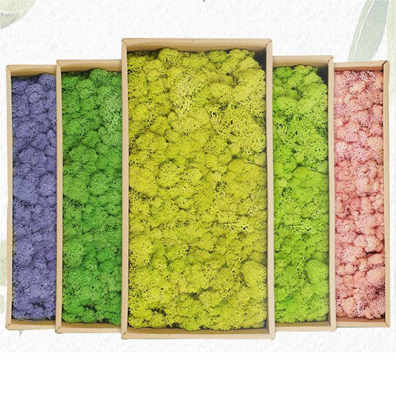 Sphagnum Moss Dry - 20g künstliche grüne Pflanzen ewiges Leben